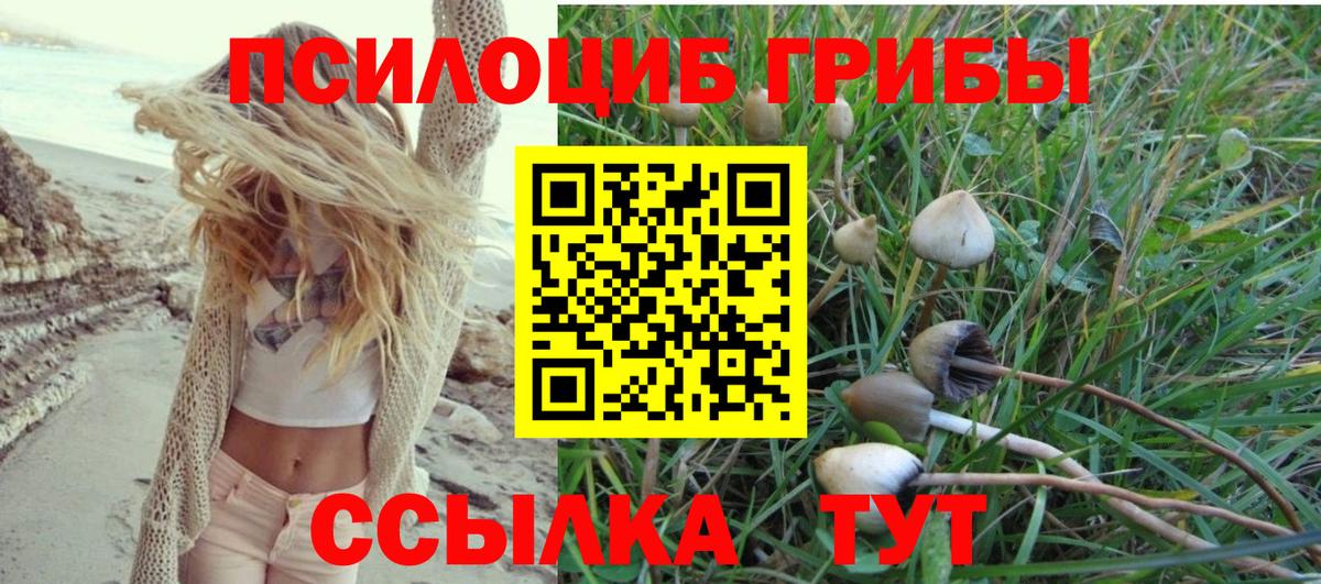 Псилоцибиновые грибы Psilocybe Горно-Алтайск